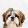 Article image for: <i class="tbold">shih tzu</i>