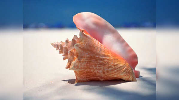Conch shell