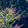 ​Tulsi 