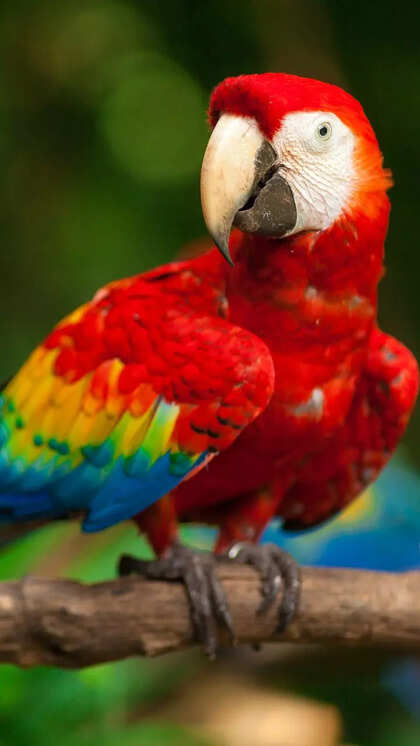 Where Do Most Exotic Birds Live: Discover Their Vibrant Habitats