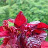 10 benefits of consuming red spinach Times of India