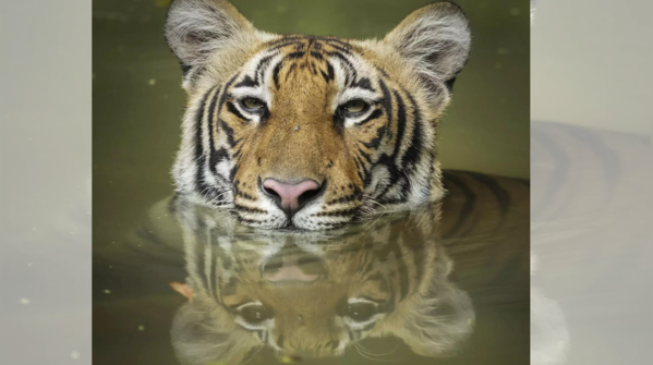 <strong>Royal Bengal Tiger at National Zoological Park on International Tiger Day</strong>