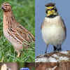 Article image for: <i class="tbold">toxic</i> birds