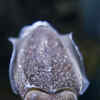 Article image for: Deep-sea squid