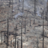<strong>Charred trees due to the wildfire</strong>​