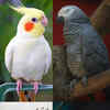 10 smartest birds in the world Times of India