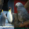 What is the Longest Living Species of Bird: Discover the Ageless Avians