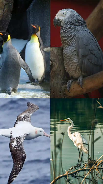 What is the Longest Living Species of Bird: Discover the Ageless Avians