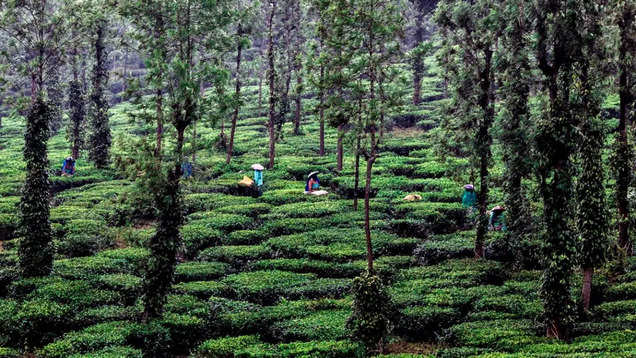 5 days in Ooty: Your quick guide to to exploring the ‘Queen of Hill Stations’