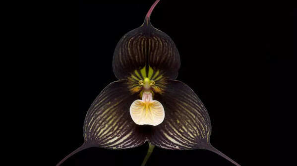 Dracula Orchid