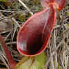 Nepenthes Lowii