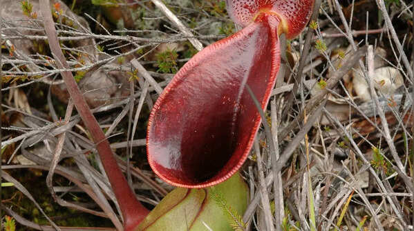 Nepenthes Lowii