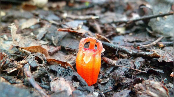 Fairy Lantern