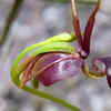 Flying duck orchid