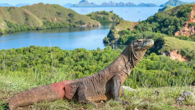 Petualangan satwa liar di Pulau Komodo, Indonesia: Tempat terbaik untuk melihat komodo