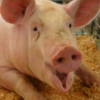 A History of the Pig in America 