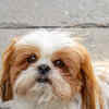 Article image for: <i class="tbold">shih tzu</i>