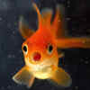petsmart live fish guarantee