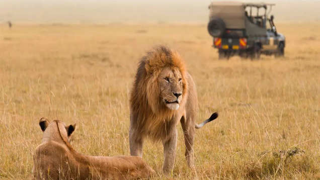 A safari with a purpose, where you can be a part in preserving Kenya's Maasai Mara