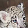 Article image for: <i class="tbold">snow leopard</i>