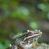 Article image for: <i class="tbold">frog</i>