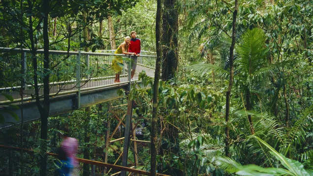 Australia: Life inside Daintree Rainforest - World's oldest rainforest