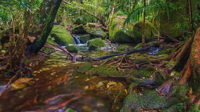 Australia: Życie w lesie deszczowym Daintree – najstarszym lesie deszczowym na świecie