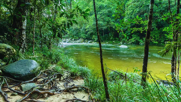 Australia: Życie w lesie deszczowym Daintree – najstarszym lesie deszczowym na świecie