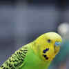 Article image for: Monk Parakeet