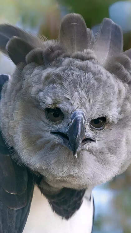 What is the Most Powerful Bird