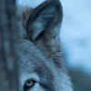 Article image for: <i class="tbold">wolf</i>