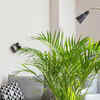 8 plants to make your house look luxurious and expensive | Times of India