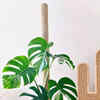 dracaena deremensis janet craig Janet Craig 'Compacta'