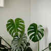 tall plant stands indoor Halstein main image 0