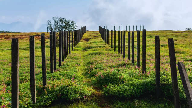 Kaas Plateau: Maharashtra’s floral wonderland and the best time to visit