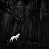​​King of Mordor- Denisa Zbrankova Albaniaova