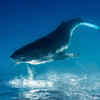 ​​Whales dreams- Remuna Beca