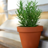​Plant rosemary near the doors 