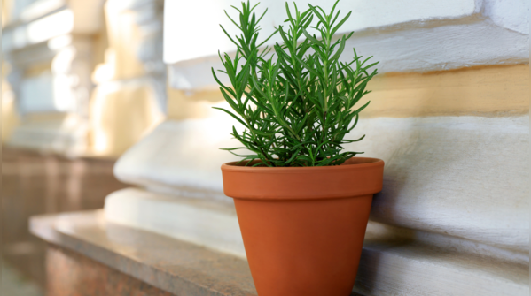 Plant rosemary near the doors
