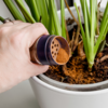 ​The cinnamon ritual