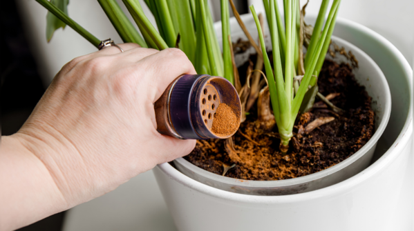 The cinnamon ritual