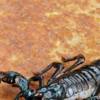 Article image for: Scorpion