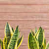 Article image for: Purify the air