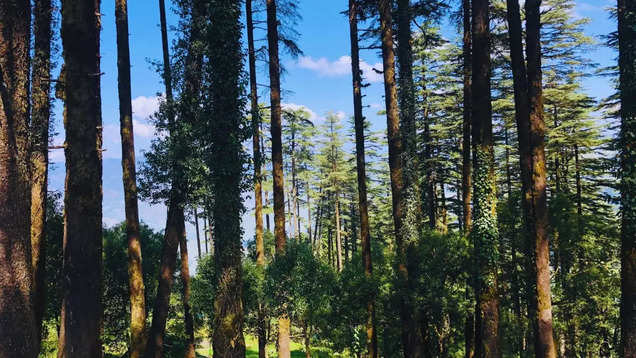 Discovering Dhanaulti: A quiet escape in Uttarakhand hills