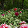 Article image for: Tree peony