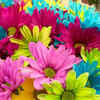 Article image for: <i class="tbold">giant</i> blooms