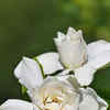 10 best-smelling house plants for the home garden | Times of India