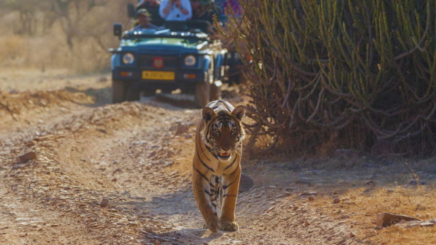 Rajasthan: A safari through Ranthambore and beyond