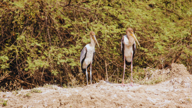 Rajasthan: A safari through Ranthambore and beyond