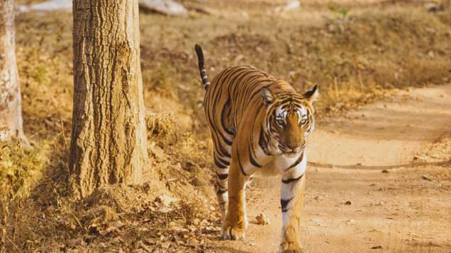 Spotting the majestic tigers of Nagarhole on an unforgettable safari